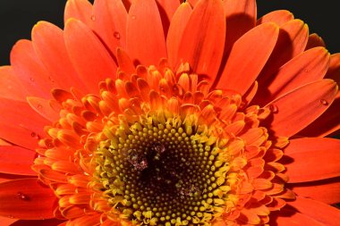 Güzel Gerbera çiçeğinin kapalı arkaplanı. 