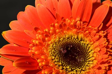 Güzel Gerbera çiçeğinin kapalı arkaplanı. 