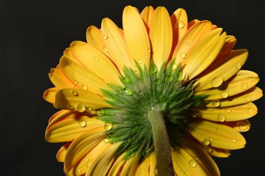 Güzel Gerbera çiçeğinin kapalı arkaplanı. 