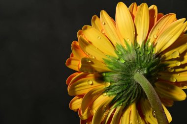 Güzel Gerbera çiçeğinin kapalı arkaplanı. 