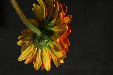 Güzel Gerbera çiçeğinin kapalı arkaplanı. 