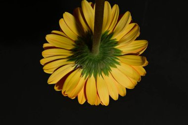 Güzel Gerbera çiçeğinin kapalı arkaplanı. 