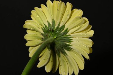 Güzel Gerbera çiçeğinin kapalı arkaplanı. 