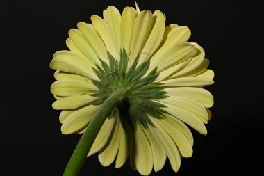 Güzel Gerbera çiçeğine yakın çekim, stüdyo çekimi.