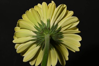 Güzel Gerbera çiçeğine yakın çekim, stüdyo çekimi.