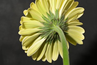 Güzel Gerbera çiçeğine yakın çekim, stüdyo çekimi.