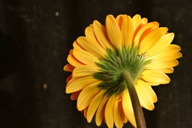 Güzel Gerbera çiçeğine yakın çekim, stüdyo çekimi.
