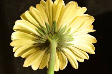 Güzel Gerbera çiçeğine yakın çekim, stüdyo çekimi.