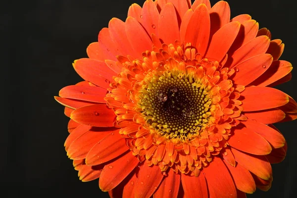 Stock image close up of beautiful gerbera flower on isolated background 