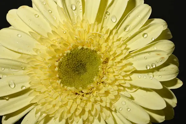 Güzel Gerbera çiçeğinin kapalı arkaplanı. 