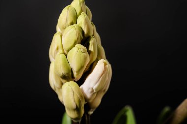 Güzel çiçek, yakın görüş.