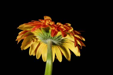 güzel gerbera çiçek yakın çekim 