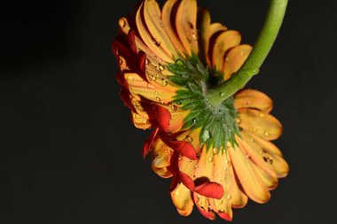 güzel gerbera çiçek yakın çekim 