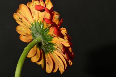 güzel gerbera çiçek yakın çekim 