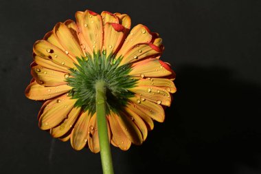 güzel gerbera çiçek yakın çekim 