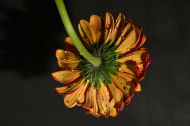 güzel gerbera çiçek yakın çekim 