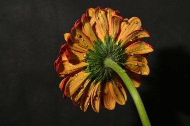 güzel gerbera çiçek yakın çekim 