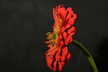 güzel gerbera çiçek yakın çekim 