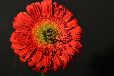 güzel gerbera çiçek yakın çekim 