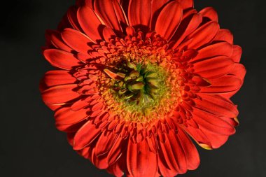 güzel gerbera çiçek yakın çekim 