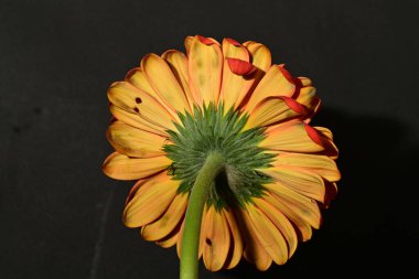 güzel gerbera çiçek yakın çekim 