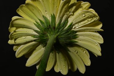 güzel gerbera çiçek yakın çekim 