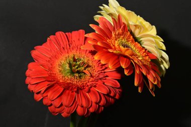 Güzel gerbera çiçek yakın 