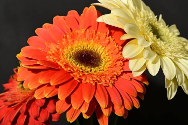 Güzel gerbera çiçek yakın 