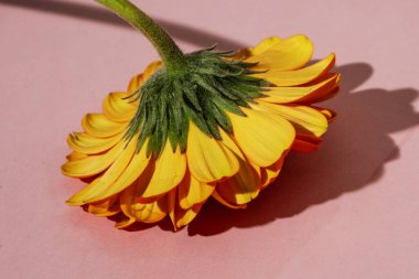 güzel gerbera çiçek yakın çekim 