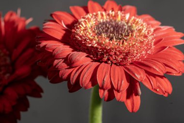 Koyu arkaplanda güzel Gerbera çiçekleri