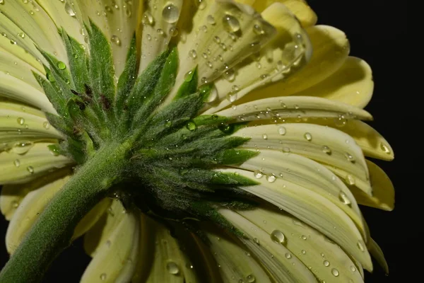 güzel gerbera çiçek yakın çekim 