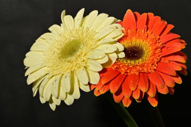 Koyu arkaplanda güzel Gerbera çiçekleri