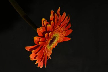 güzel gerbera çiçek yakın çekim 