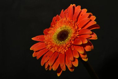 güzel gerbera çiçek yakın çekim 