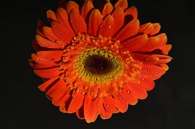 güzel gerbera çiçek yakın çekim 