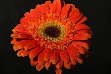 güzel gerbera çiçek yakın çekim 