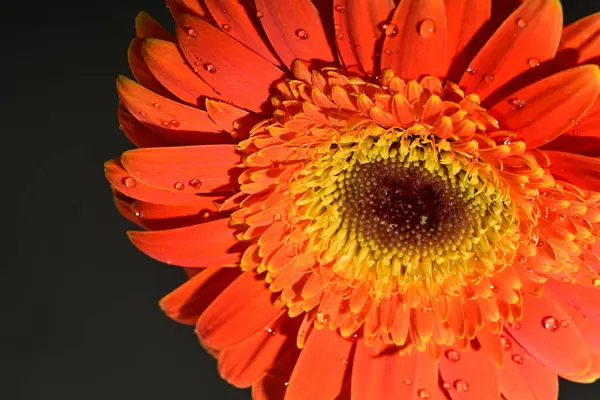 stock image close up of beautiful gerbera flower 