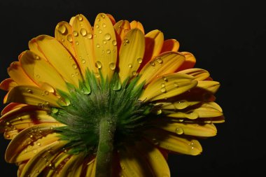 güzel gerbera çiçek yakın çekim 