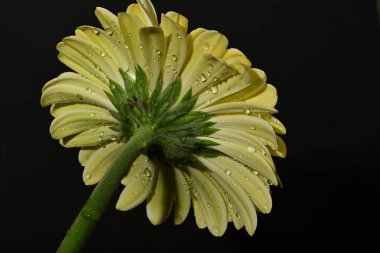 güzel gerbera çiçek yakın çekim 