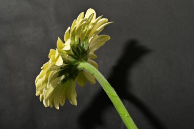 güzel gerbera çiçek yakın çekim 