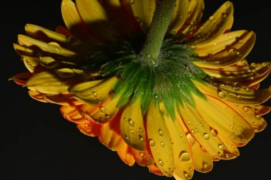 güzel gerbera çiçek yakın çekim 