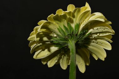 güzel gerbera çiçek yakın çekim 