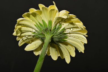 güzel gerbera çiçek yakın çekim 