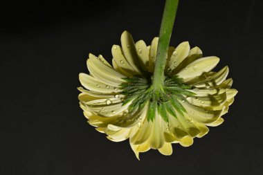 güzel gerbera çiçek yakın çekim 