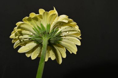 güzel gerbera çiçek yakın çekim 