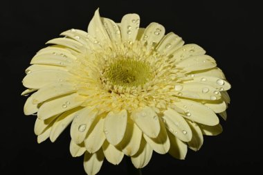 güzel gerbera çiçek yakın çekim 