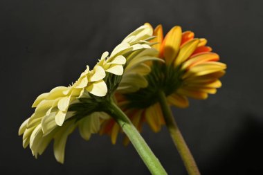 Koyu arkaplanda güzel Gerbera çiçekleri