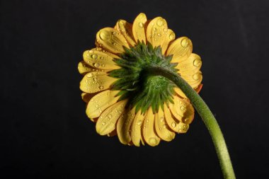 Güzel sarı gerbera çiçeği, yakın görüş