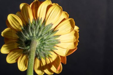 Güzel sarı gerbera çiçeği, yakın görüş