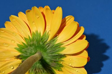 Güzel sarı gerbera çiçeği, yakın görüş